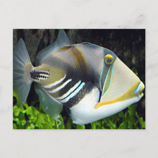 Hawaiiska Tropiska fiskvykort Vykort