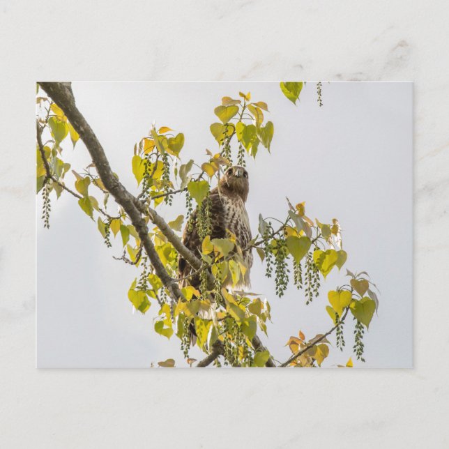 Hawk and Hearts Vykort (Framsida)
