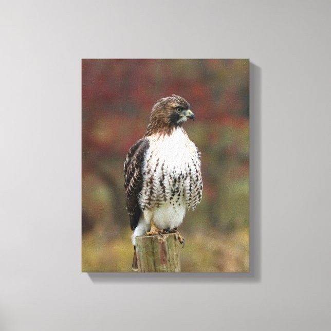 Hawk Canvas (Framsida)