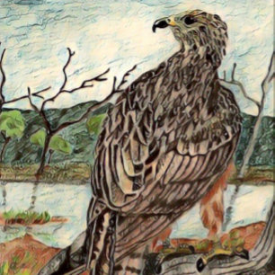 Hawk Canvastryck