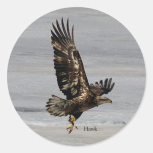 Hawk-dekal Runt Klistermärke