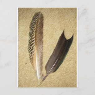 Hawk Feathers Vykort