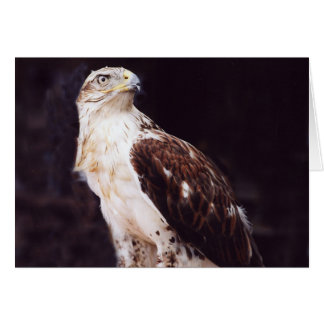 Hawk Hälsningskort
