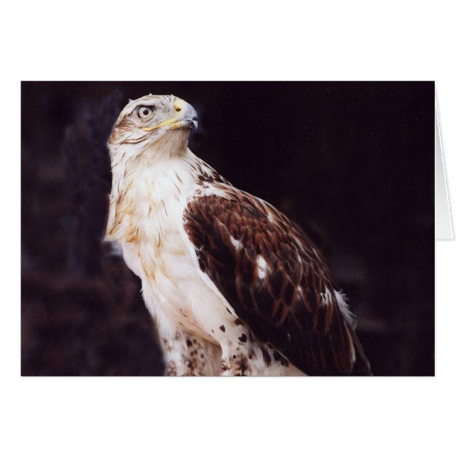 Hawk Hälsningskort (Framsidan Horizontal)