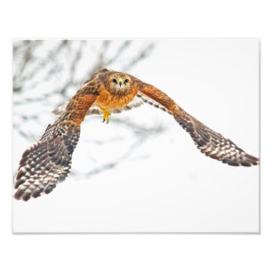 Hawk in Flight Fototryck
