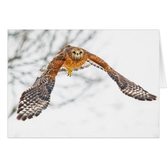 Hawk in Flight Hälsningskort (Framsidan Horizontal)