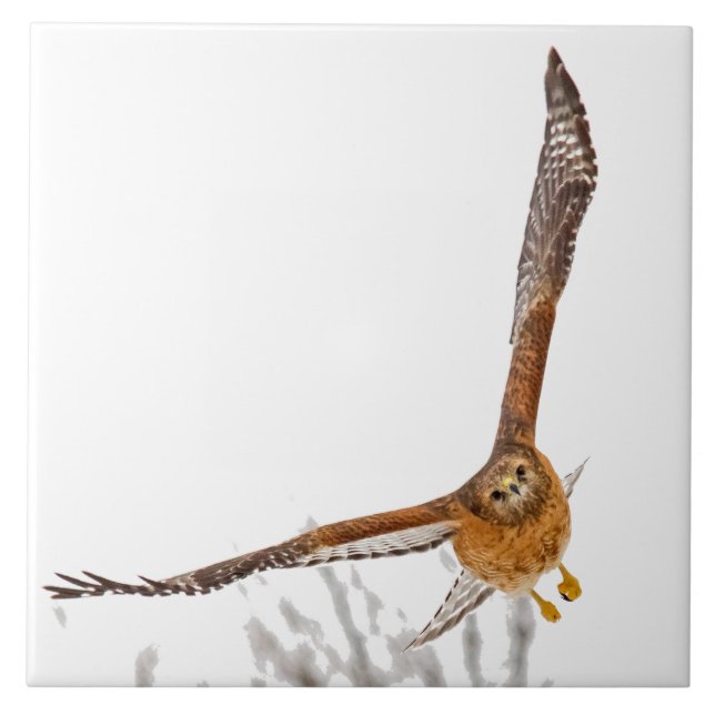 Hawk in Flight Kakelplatta (Framsidan)