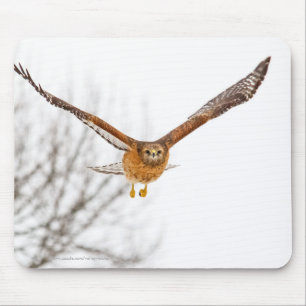 Hawk in Flight Musmatta