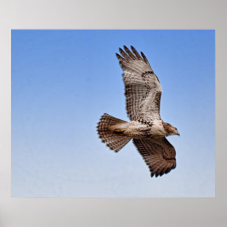 Hawk in Flight Poster