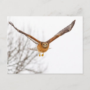 Hawk in Flight Vykort