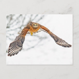 Hawk in Flight Vykort