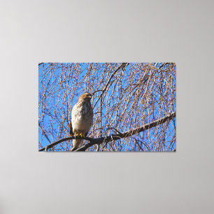 Hawk in Weeping Cherry Träd Canvastryck