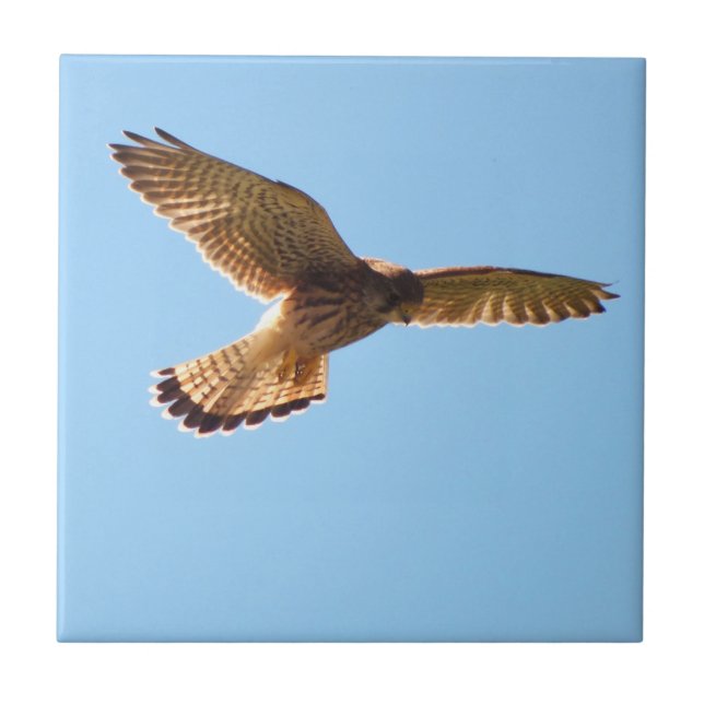 Hawk Kakelplatta (Framsidan)