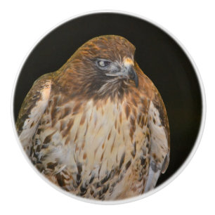 Hawk Knopp