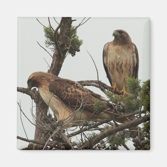 Hawk Magnet 3 (Framsidan)