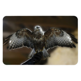 Hawk med Vingar Out Exmoor Uggla och Wildlife Sanc Magnet