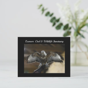 Hawk med Vingar Out Exmoor Wildlife Sanctuary Helg Vykort