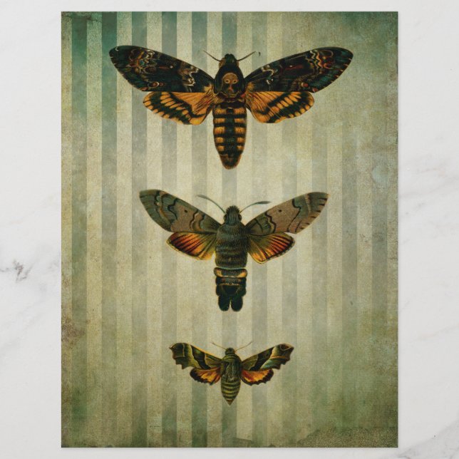 Hawk Moths Vintage Scrapbook Ephemera (Framsida)