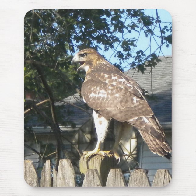 Hawk Mousepad Musmatta (Framsidan)