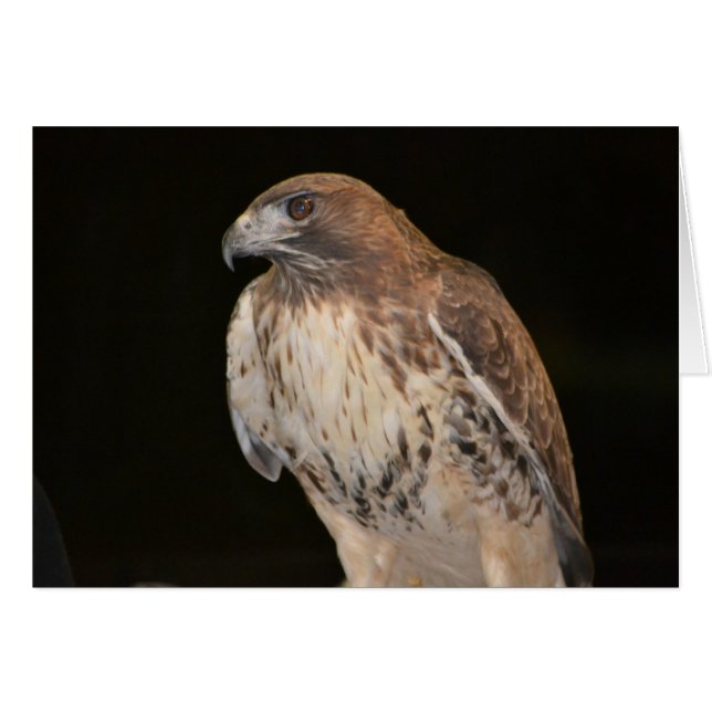 Hawk Notecard OBS Kort (Framsidan Horizontal)