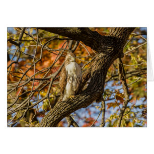 Hawk och Fall Foliage Hälsningskort