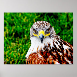 Hawk Ögon - konsttryck Poster