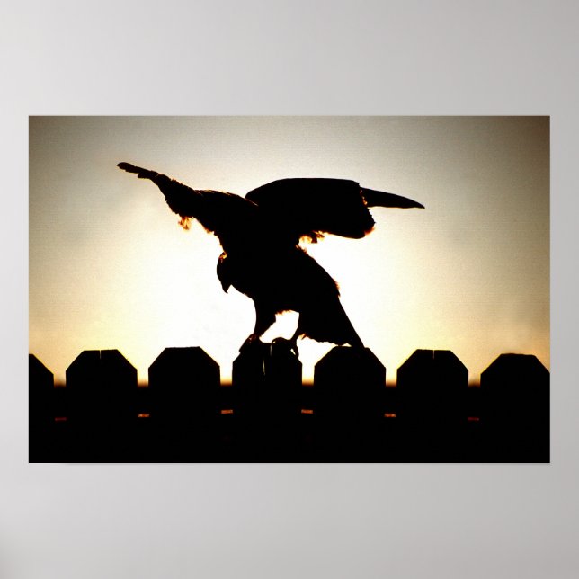 Hawk On Fence Poster (Framsidan)