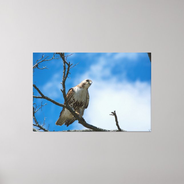 HAWK PÅ JAKT 60 X 40 UPPSPÄND KANVAS (Framsida)