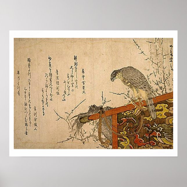 Hawk på Skärm Perch Poster (Framsidan)