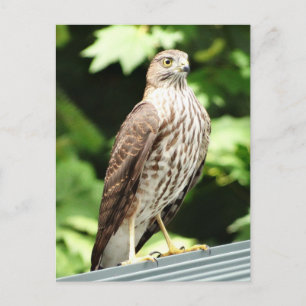 Hawk på vykort för Tak