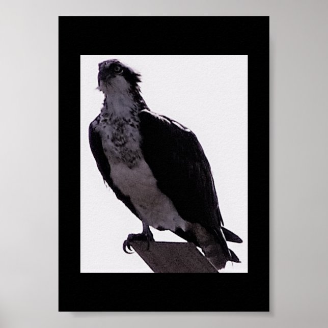 Hawk Photo Poster (Framsidan)
