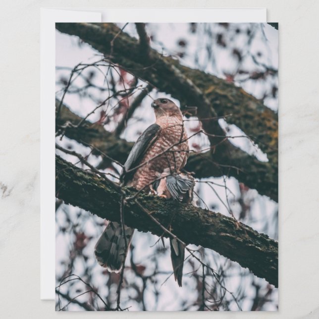 Hawk Photo Print (Framsida)