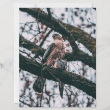 Hawk Photo Print