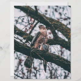Hawk Photo Print