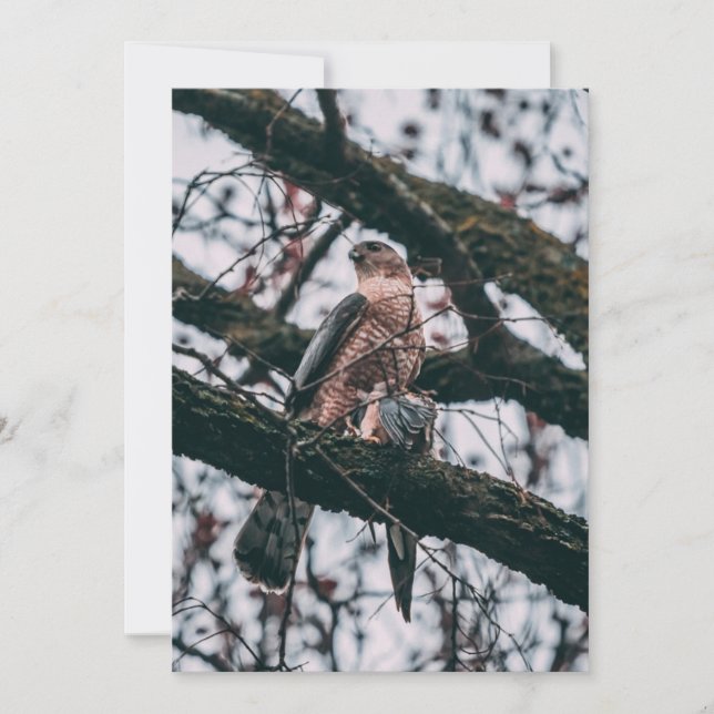 Hawk Photo Print Julkort (Framsida)