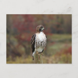 Hawk Postcard Vykort