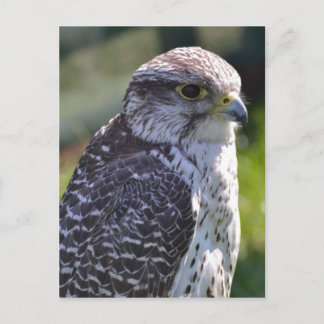Hawk Postcard Vykort