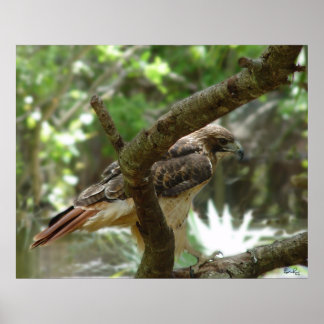 Hawk Poster