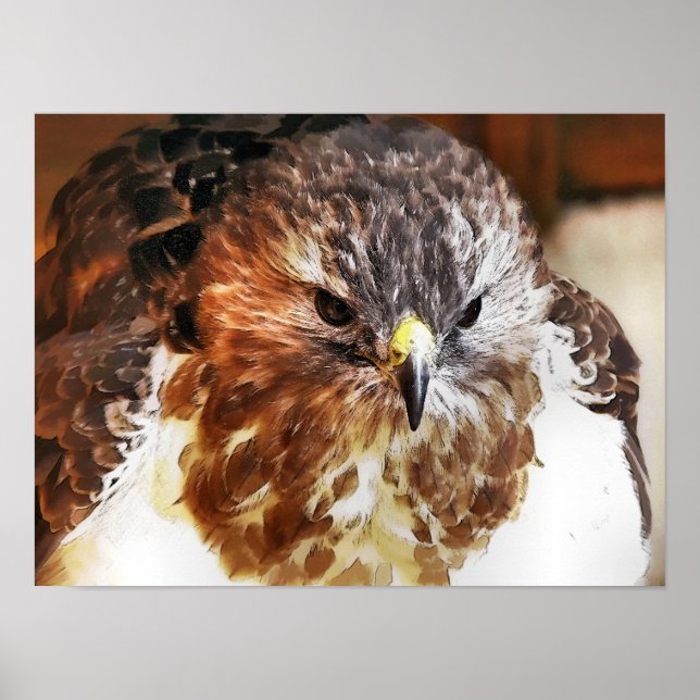 HAWK POSTER (Framsidan)