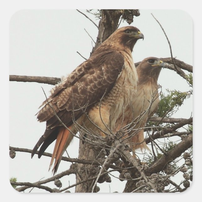 Hawk Sticker Fyrkantigt Klistermärke (Framsida)