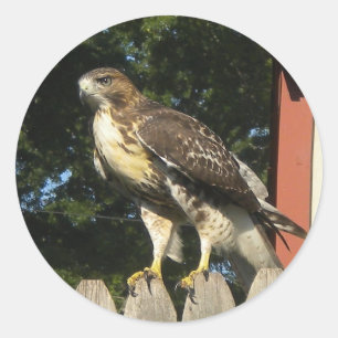 Hawk Stickers Runt Klistermärke