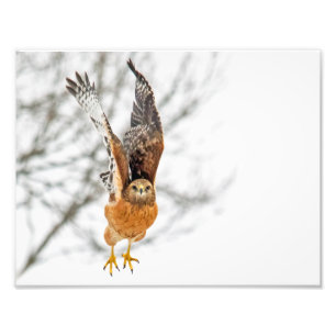 Hawk Take Flight Fototryck