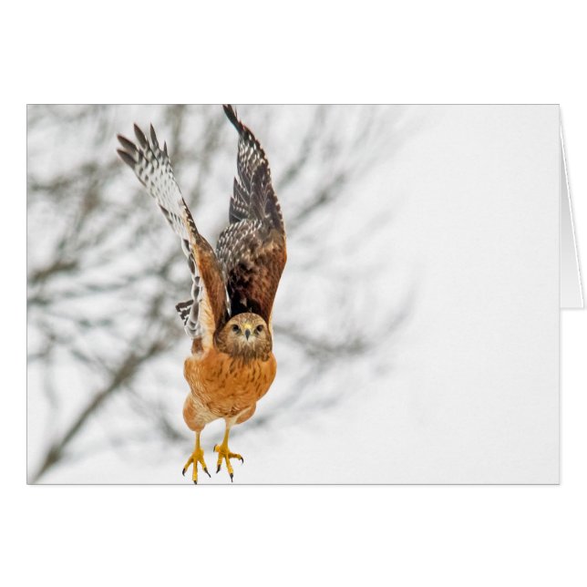 Hawk Take Flight Hälsningskort (Framsidan Horizontal)