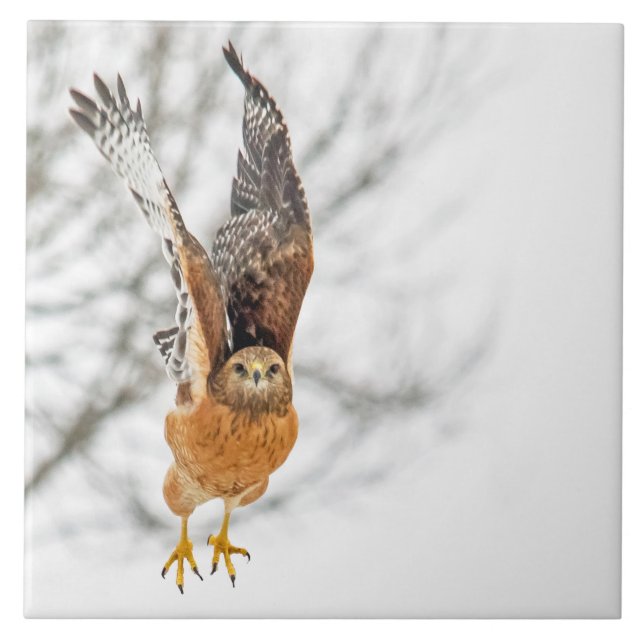 Hawk Take Flight Kakelplatta (Framsidan)