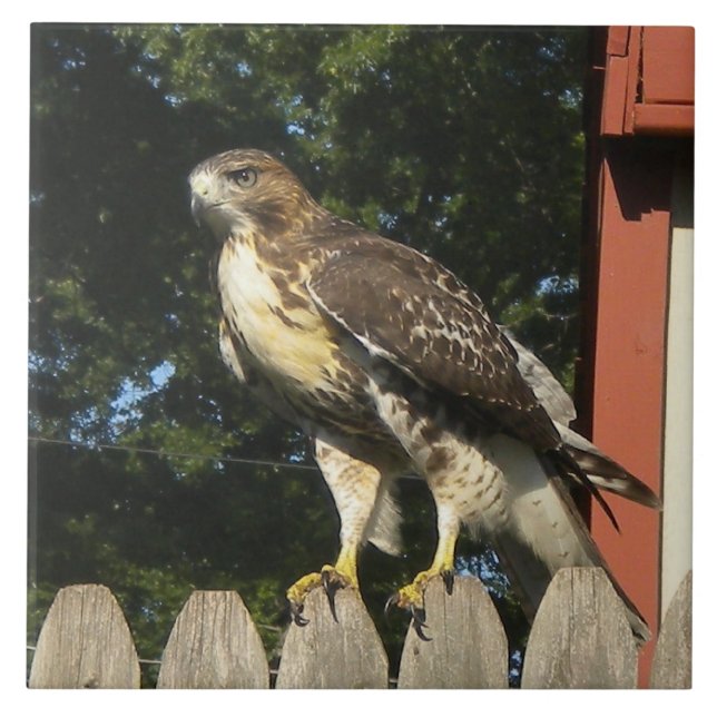 Hawk Tile Trivet Kakelplatta (Framsidan)