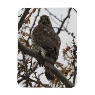 Hawk Tittar Back Magnet