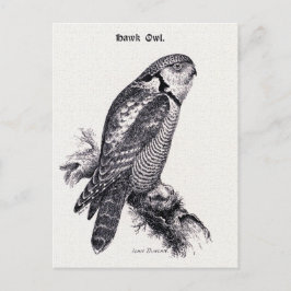 Hawk Uggla Vintage Bird Illustration Vykort