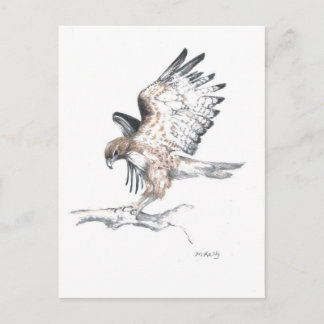 Hawk Vykort