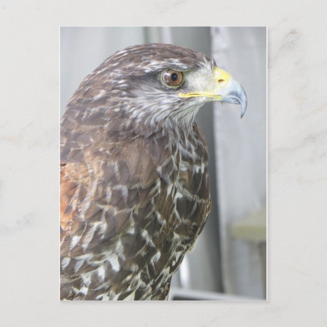 Hawk Vykort (Framsida)