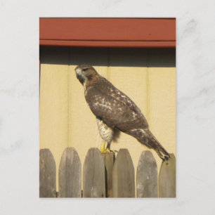 Hawk-vykort Vykort